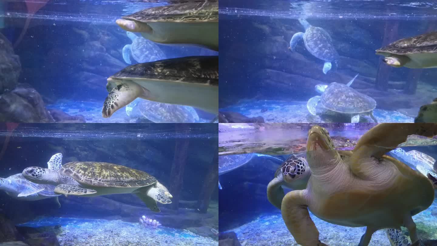 海洋世界惬意的海龟