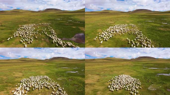 羊成群 蒙古绵羊 航拍羊群