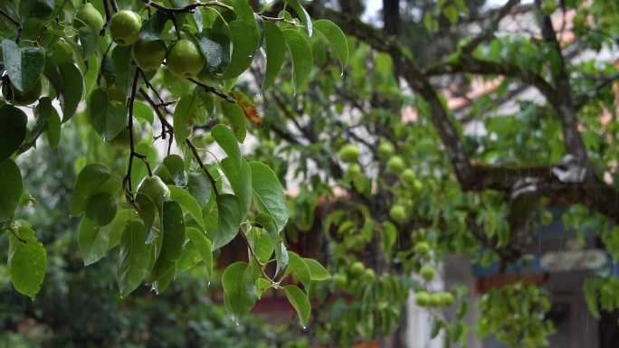 雨天的古刹沙梨果树