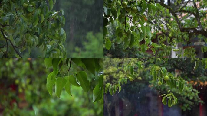 雨天的古刹沙梨果树