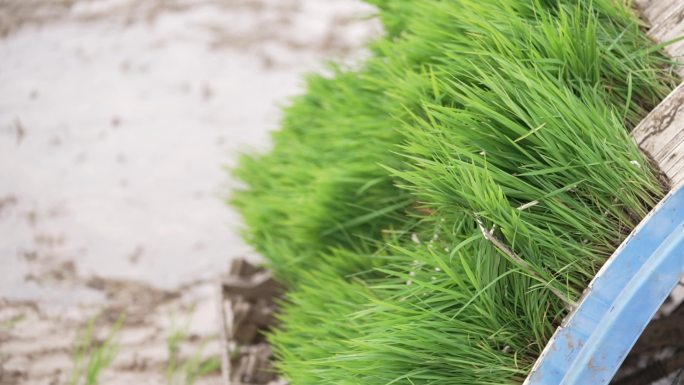 机械种植水稻农民开心笑容