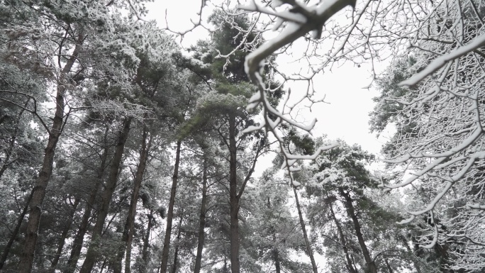 被雪覆盖的森林 雪  下雪