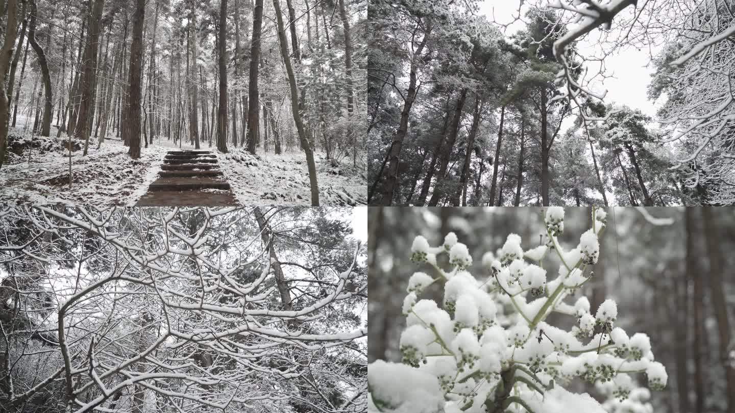 被雪覆盖的森林 雪  下雪