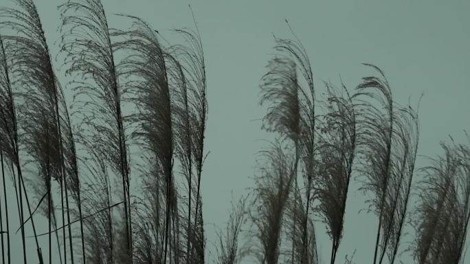 风吹动的野草 空镜素材