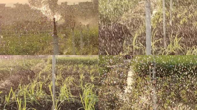 喷淋 喷洒农田潮湿滴水干旱观赏灌溉过程