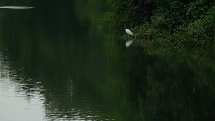 水库边的小鸟 空镜素材