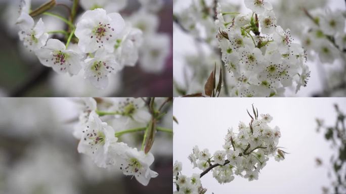 春天雨中盛开的梨花