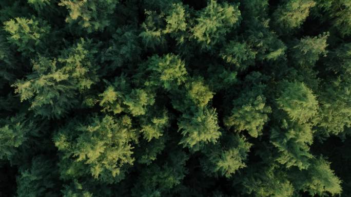 4K高级航拍树木森林绿色空镜