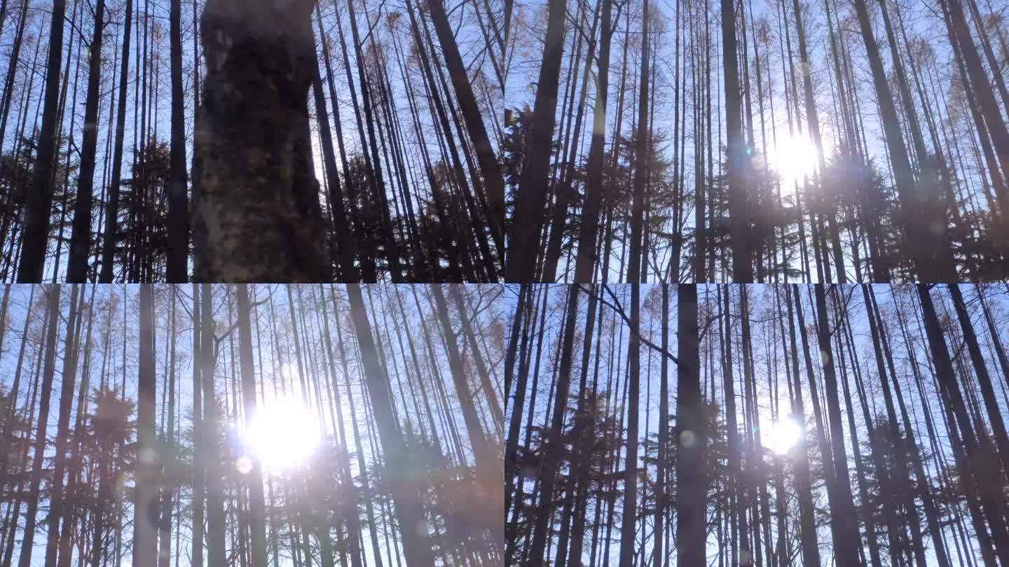 冬日阳光穿过树林