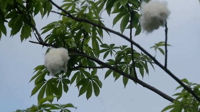 风中的木棉花 空镜素材