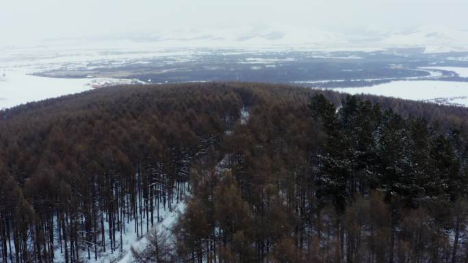 雪地松树林