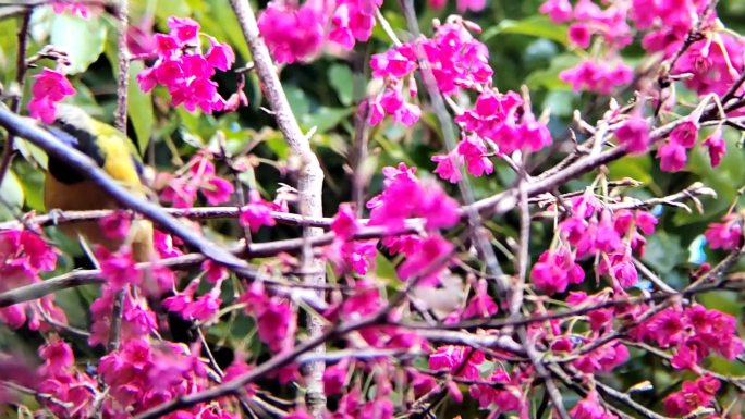 初春，鸟儿贪婪地吸吮着樱花的花蜜