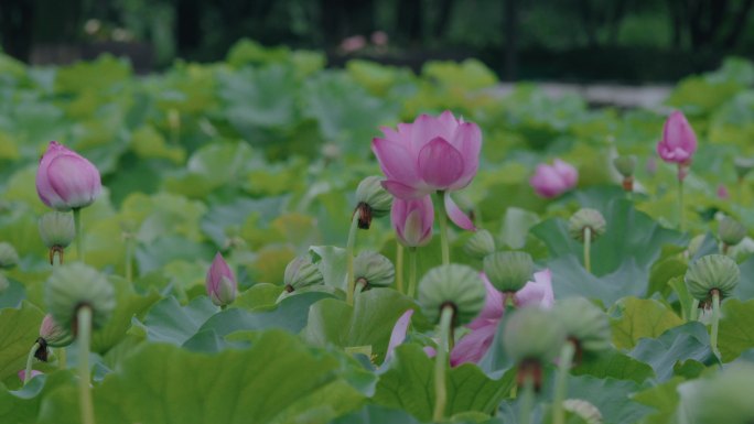 荷花池白头翁