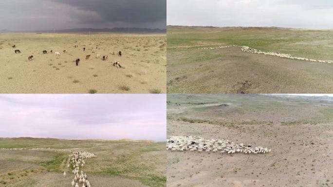 干旱 荒漠 马 羊 荒漠草原