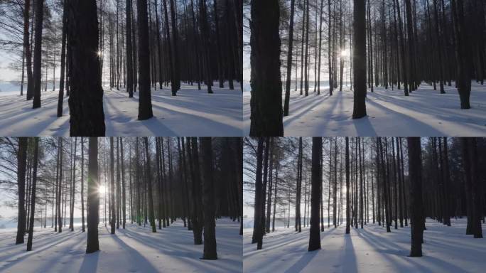 雪地树林透过的阳光