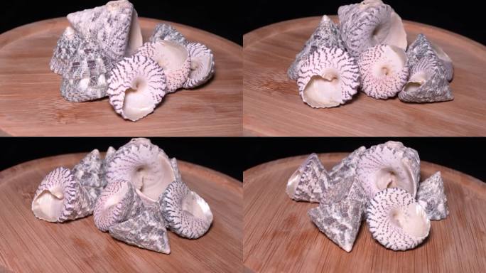 海螺贝壳绿宝塔 (2)