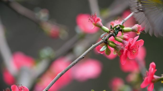 花鸟