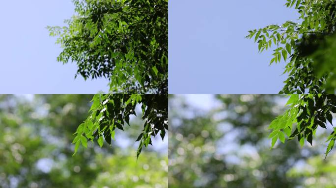 夏日 风吹树叶 光斑 素材 慢镜头