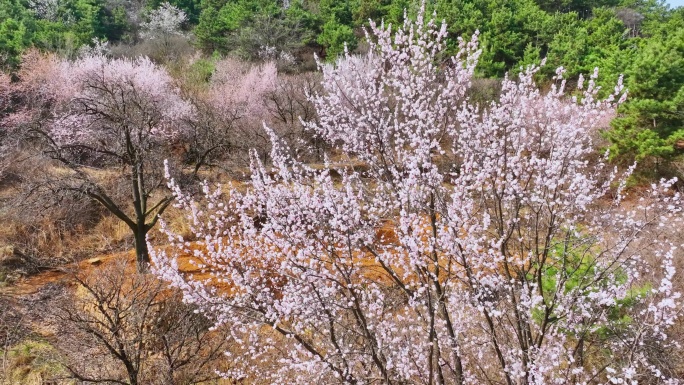 杏树 桃树