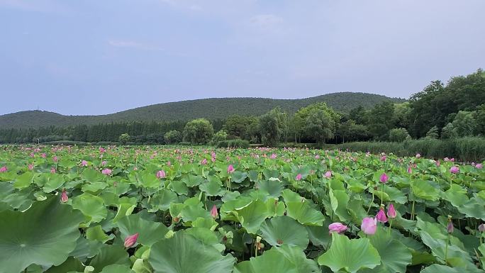 莲藕出淤泥而不染荷花荷叶湖中随风摇摆