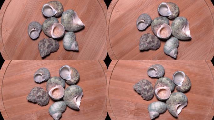 海螺贝壳绿螺 (2)