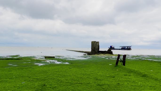阴天海滩上绿色海藻