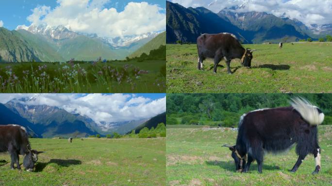 4K草原风景牦牛高原牧区草场牧场藏族牦牛