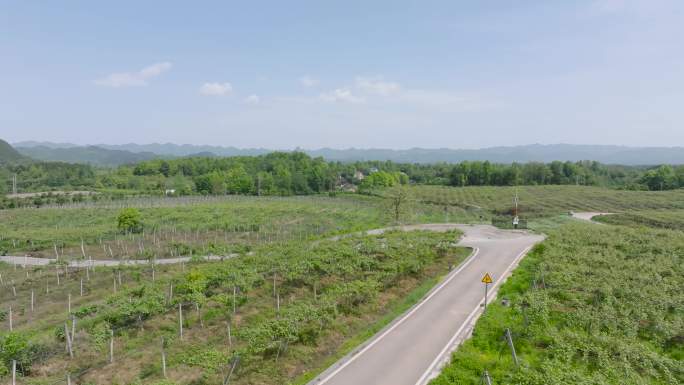 4K湘西花垣十八洞猕猴桃产业基地合集2