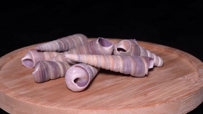 贝壳钉螺海螺 (2)