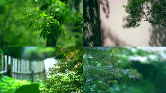 夏天阳光树叶唯美空镜头意境植物