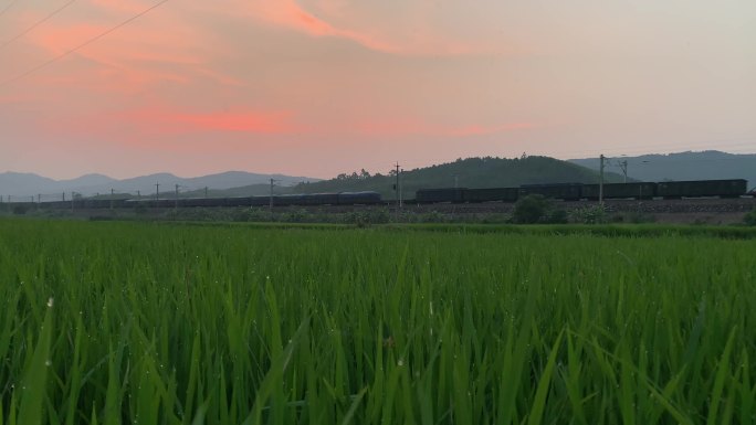 夕阳下火车经过稻田
