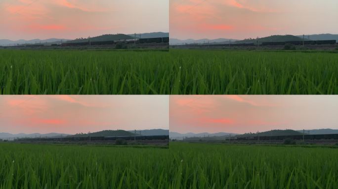 夕阳下火车经过稻田
