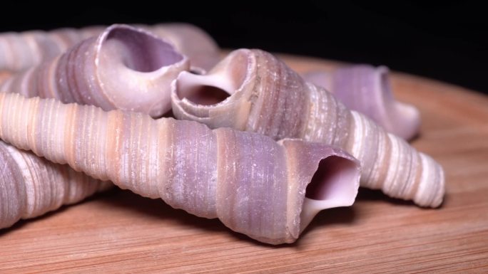 贝壳钉螺海螺 (3)