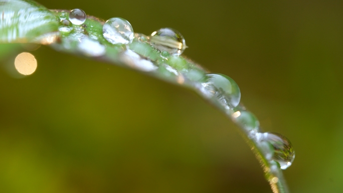 水珠 露珠 自然绿色