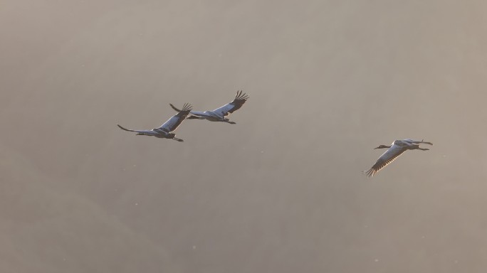 黑颈鹤扇动发亮的翅膀飞行的升格视频