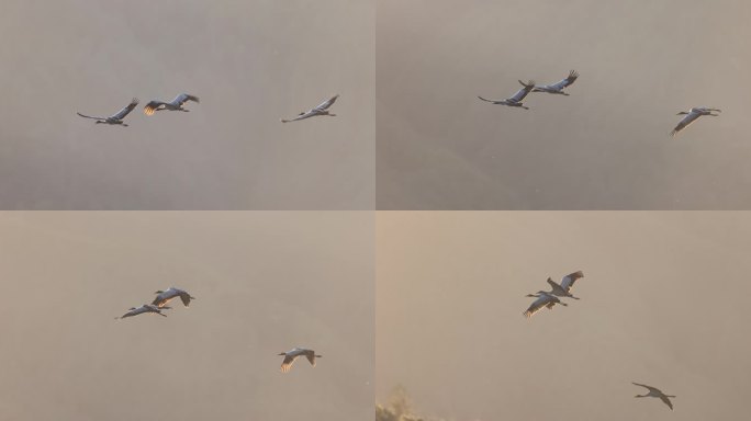 黑颈鹤扇动发亮的翅膀飞行的升格视频