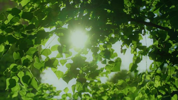 蓝天 树叶 阳光透过 空镜 自然