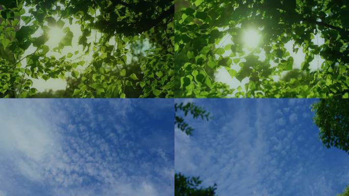 蓝天 树叶 阳光透过 空镜 自然