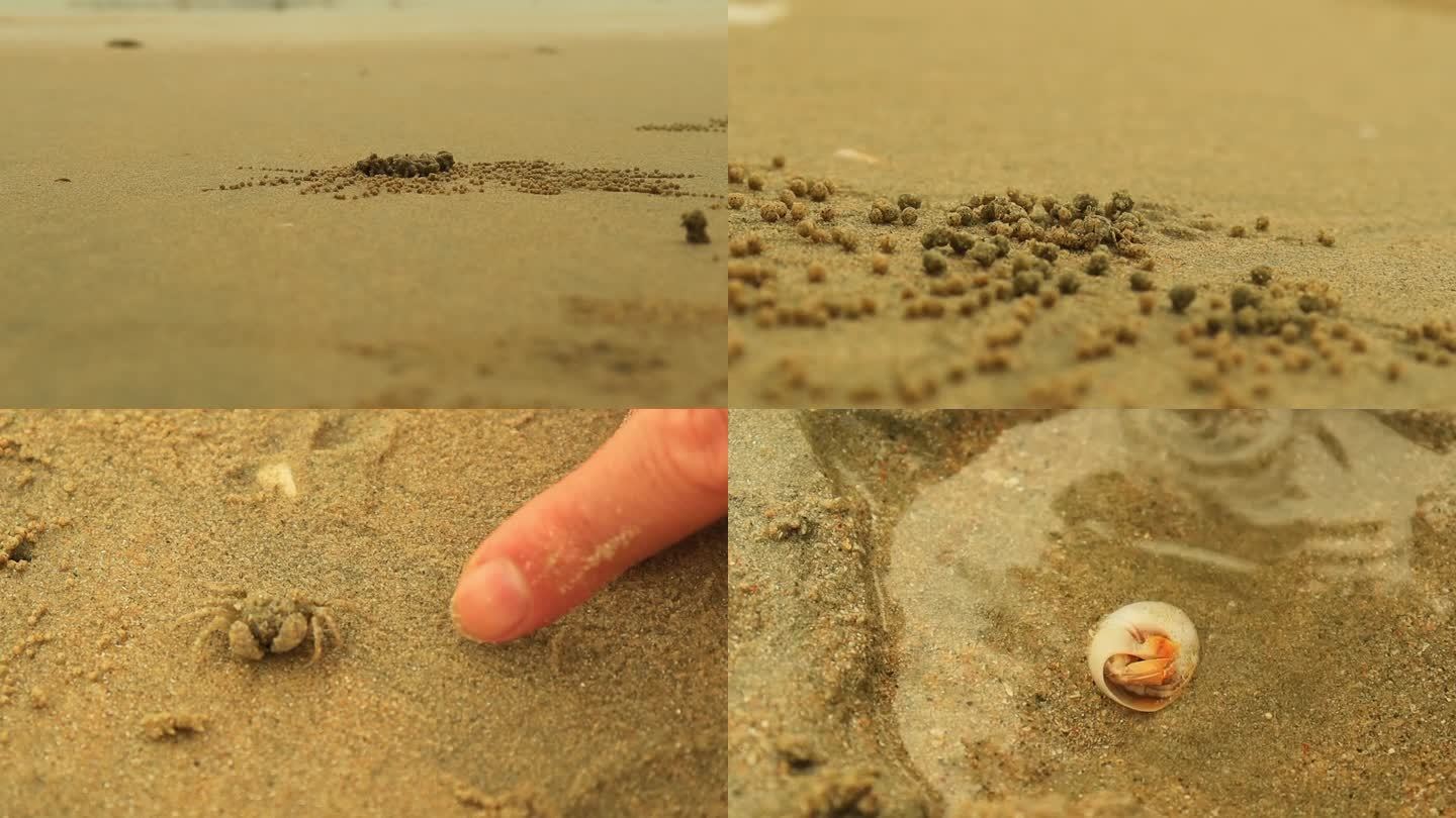 沙滩螃蟹寄居蟹挖坑爬行
