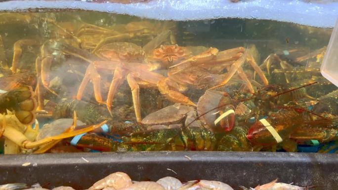 池子里的松叶蟹兰花蟹 (2)
