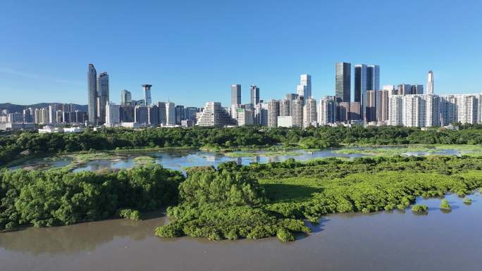 深圳福田区红树林