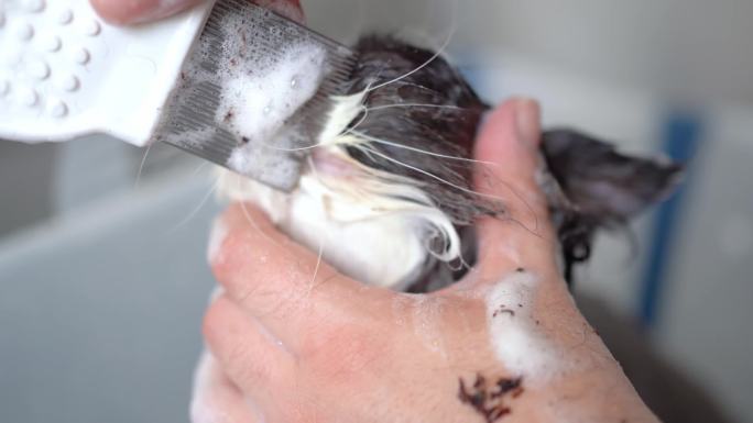 小猫洗澡剪指甲理发剪毛护理宠物店宠物医院