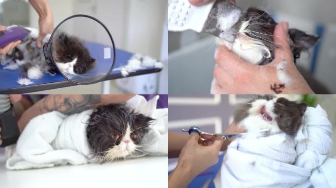 小猫洗澡剪指甲理发剪毛护理宠物店宠物医院