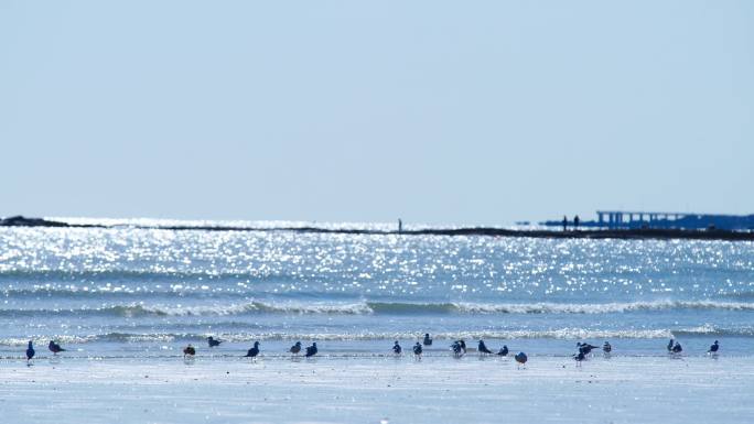 4K沙滩海浪海鸥地面
