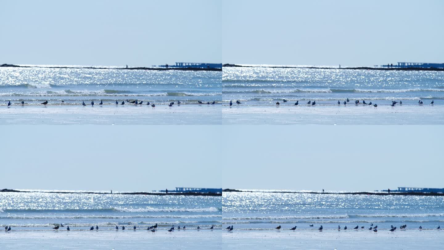 4K沙滩海浪海鸥地面