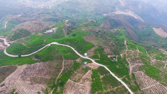 凤凰山茶山茶园潮州茶山单枞茶园风光