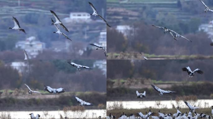 一群鹤缓慢湿地鸟岛降落的升格视频