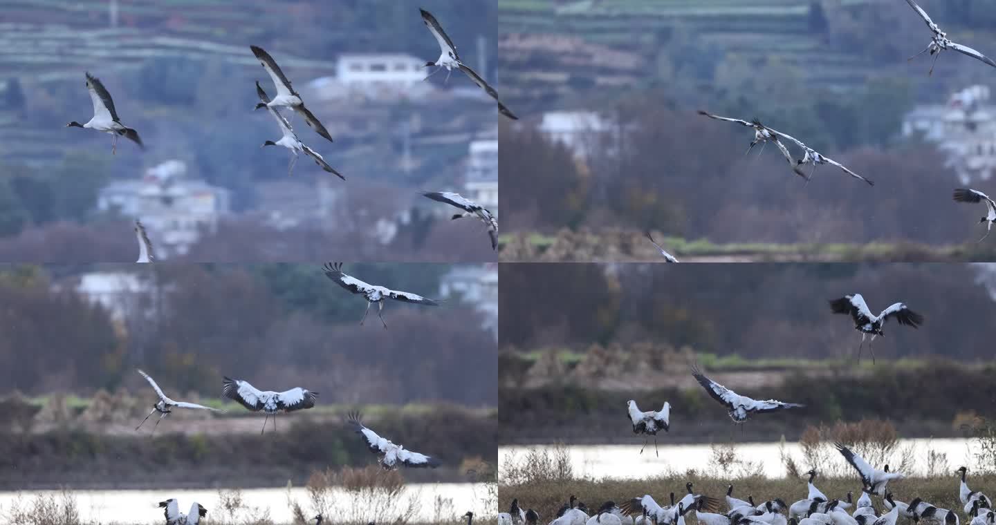 一群鹤缓慢湿地鸟岛降落的升格视频