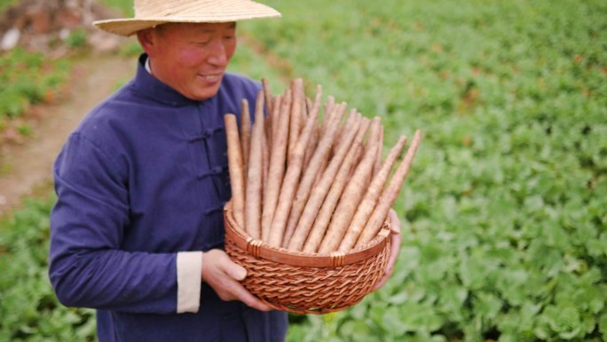 铁棍山药