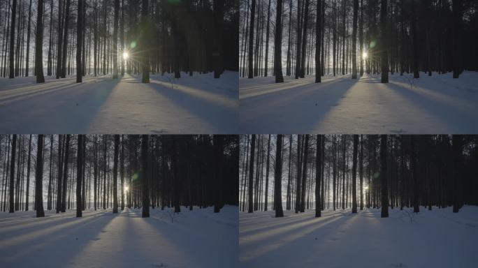 雪地树林透过的阳光